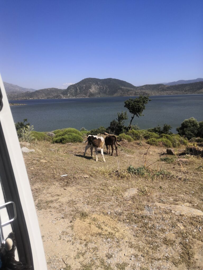 Seferhisar to Bafa Lake, Milas, Mugla 12 IMG 20250514 161153 768x1024 1855692