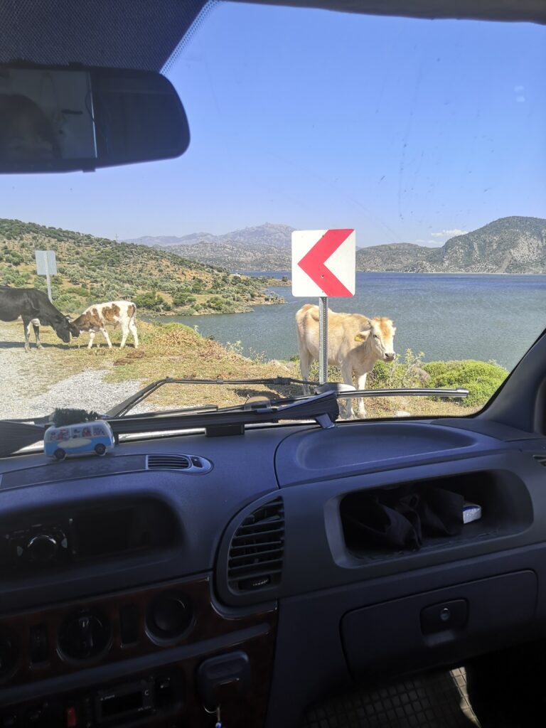 Bafa Lake to Güllük 2 IMG 20250514 161319 1 768x1024 4124615
