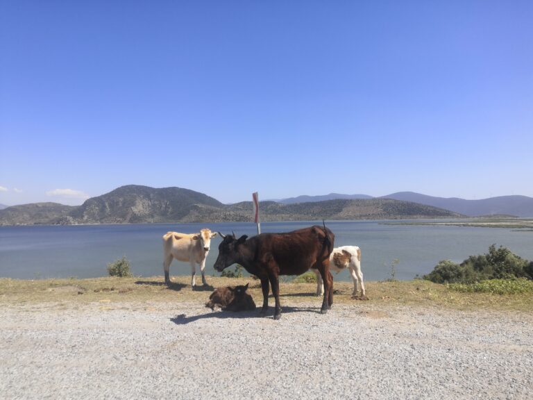 Seferhisar to Bafa Lake, Milas, Mugla 8 Seferhisar to Bafa Lake, Milas, Mugla