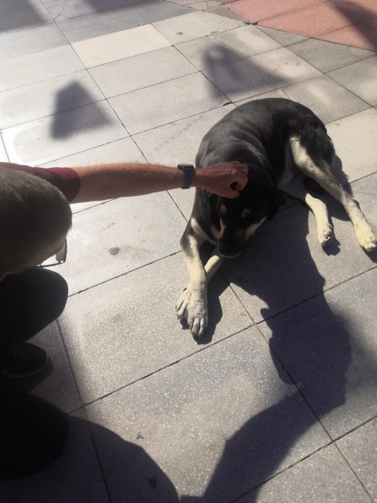 Street dogs of Manisa Türkiye