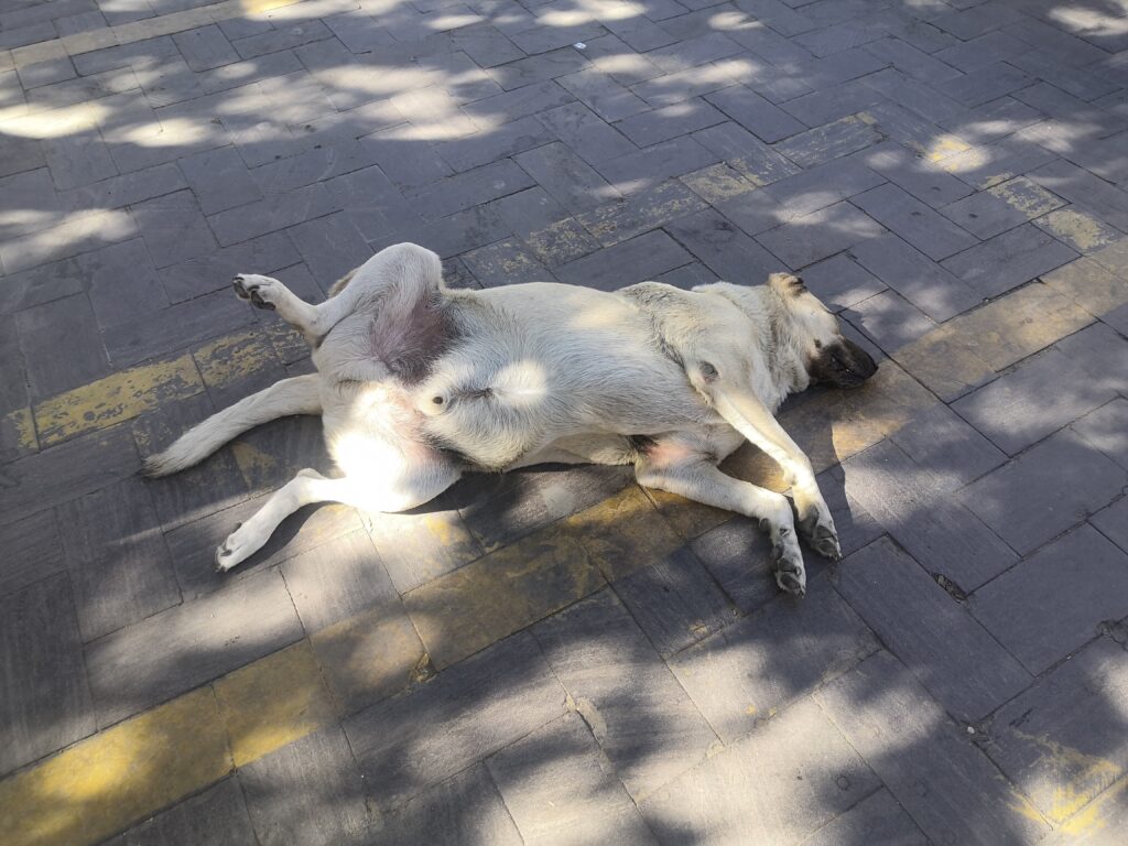 Street dogs of Manisa Türkiye