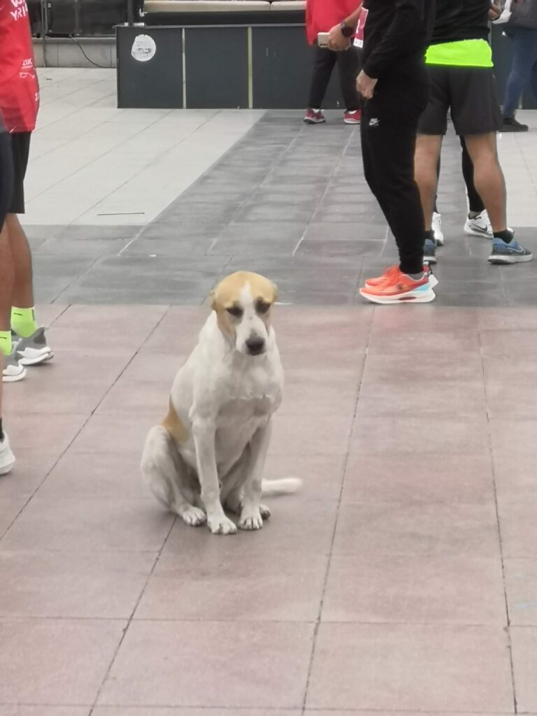 Street dogs of Manisa Türkiye